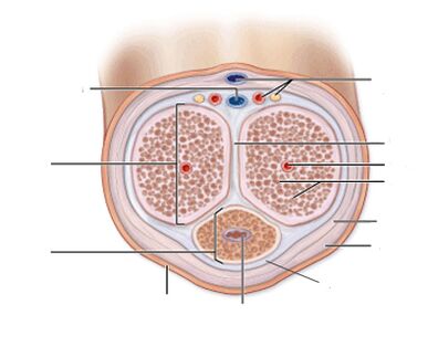 ligamen zakar
