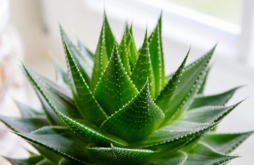 aloe untuk pembesaran zakar