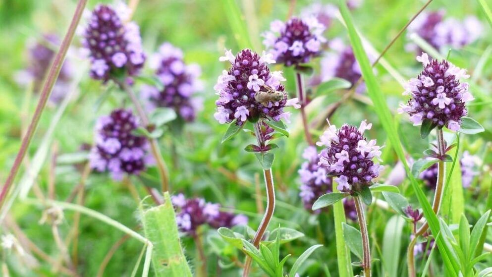 herba thyme untuk pembesaran zakar