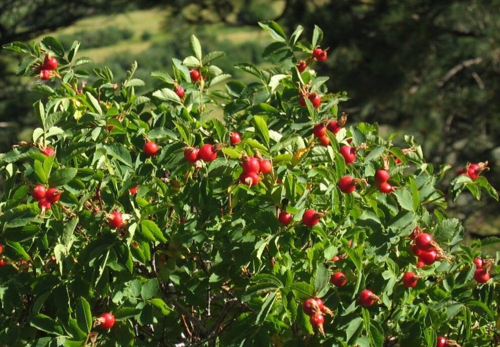rosehip untuk pembesaran zakar
